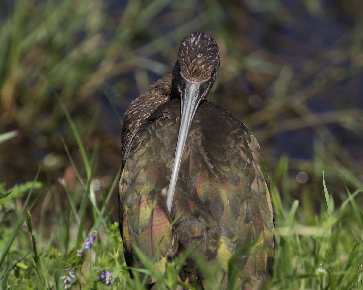 White-faced Ibis - ML619883531