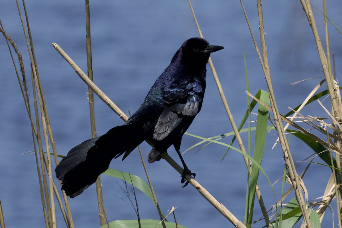 Boat-tailed Grackle - ML619883537