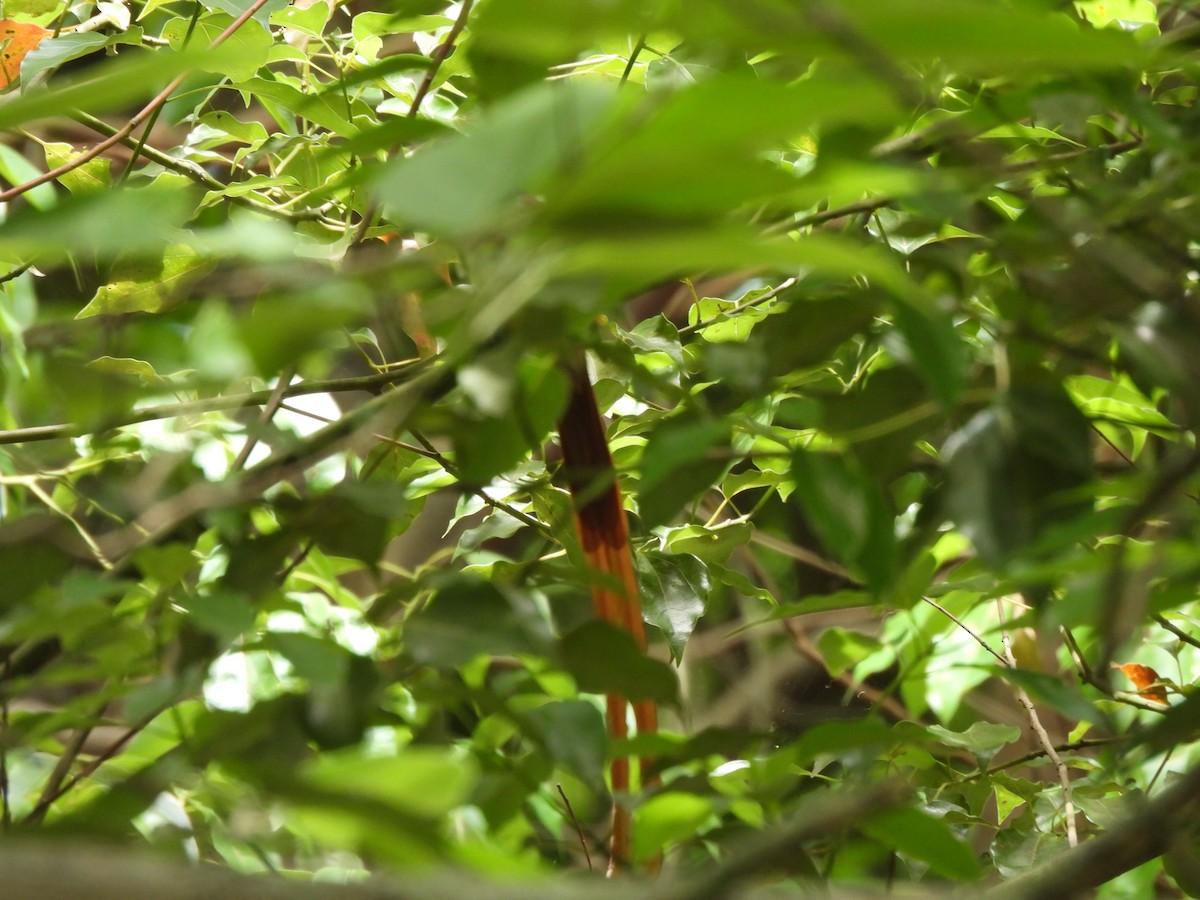 Amur Paradise-Flycatcher - ML619883538