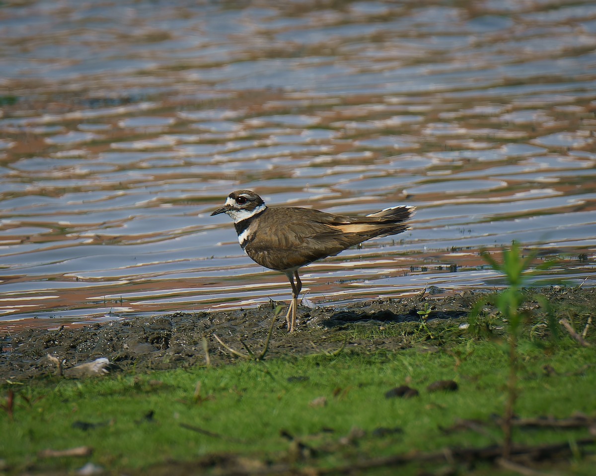 Killdeer - ML619883548