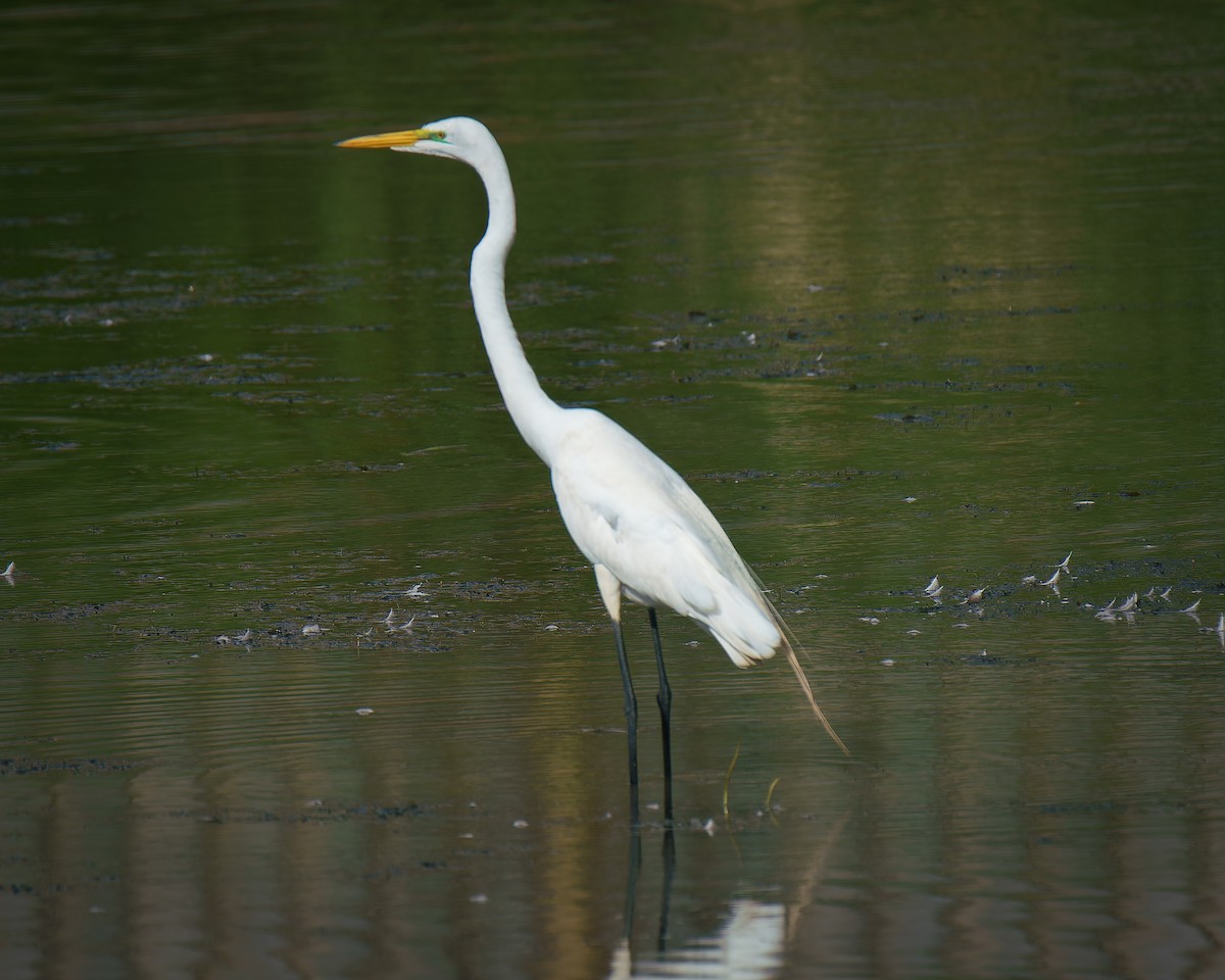 Great Egret - ML619883576