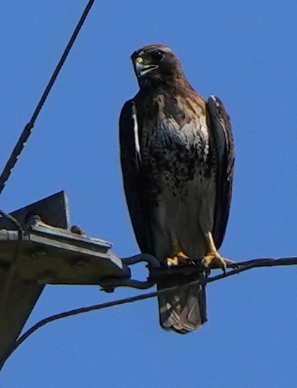 Red-tailed Hawk - ML619883584