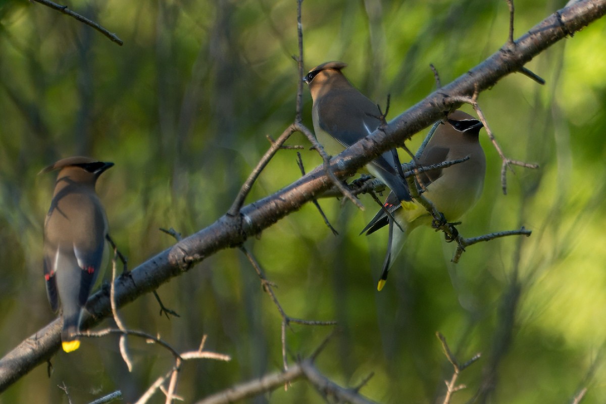 Cedar Waxwing - ML619883594