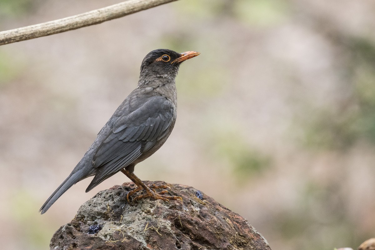 Indian Blackbird - ML619883597