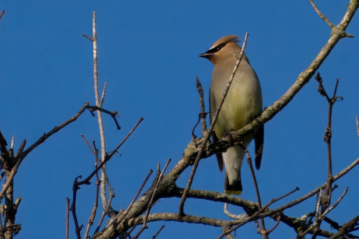 Cedar Waxwing - ML619883605