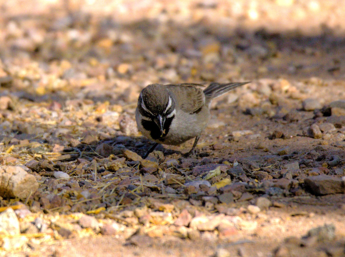 Black-throated Sparrow - ML619883607