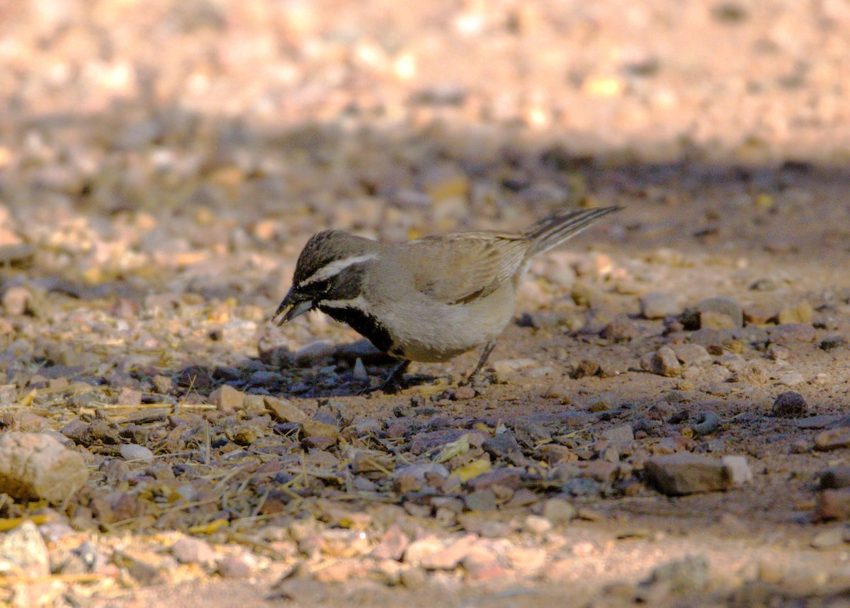 Black-throated Sparrow - ML619883608