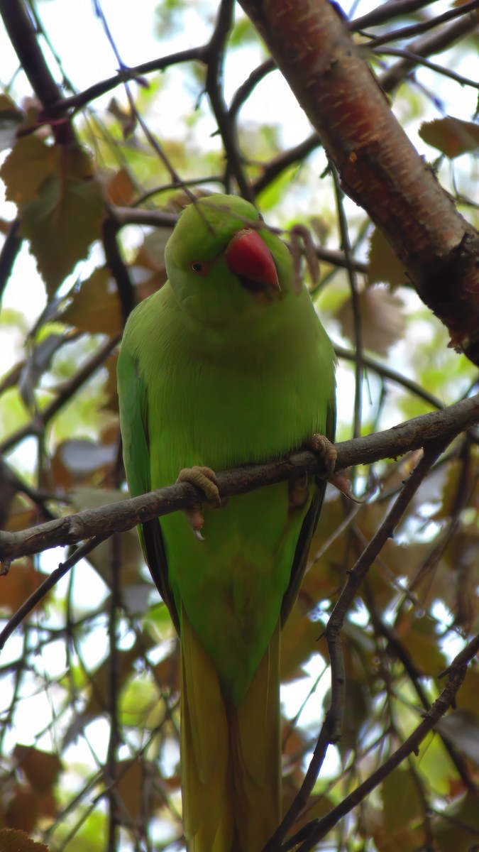 Yeşil Papağan - ML619883621