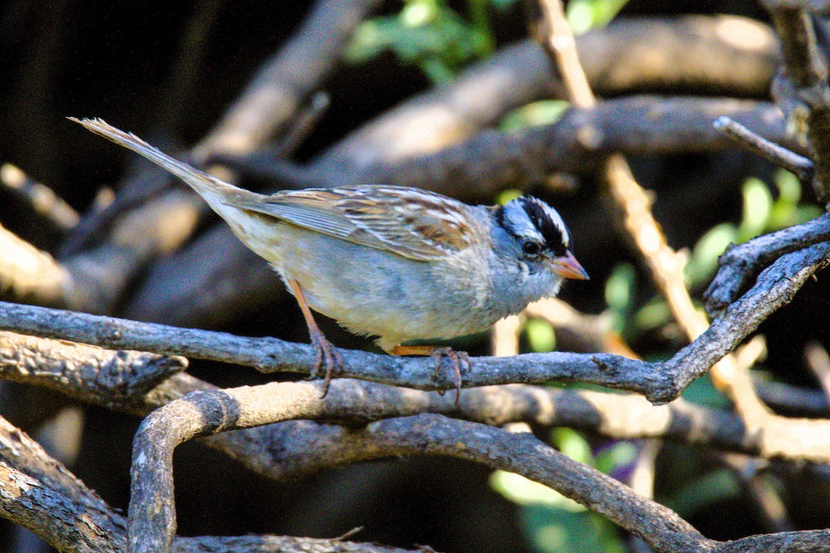 White-crowned Sparrow - ML619883652