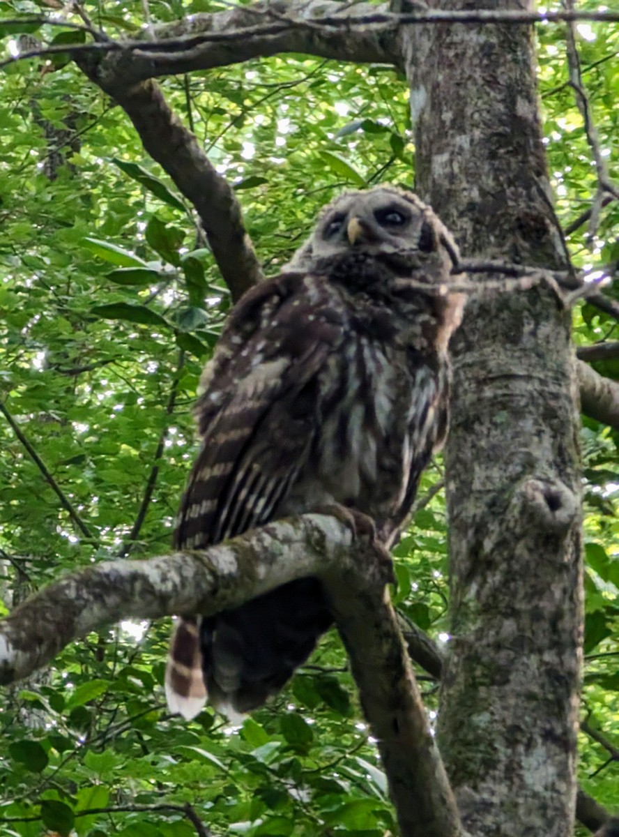 Barred Owl - Robert J.  Synnett