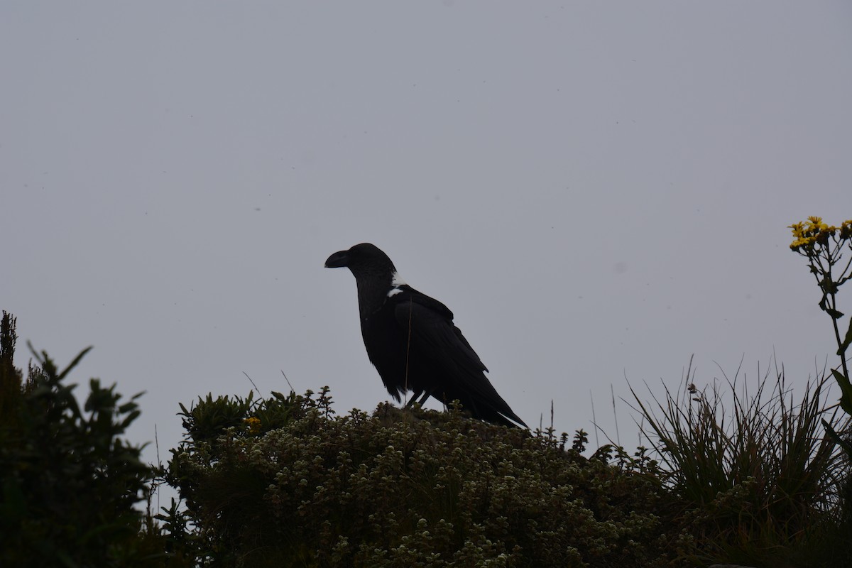 White-necked Raven - ML619883658