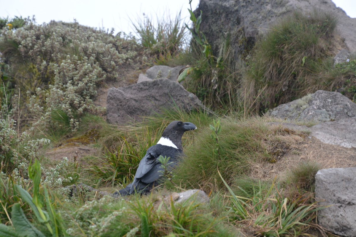 White-necked Raven - ML619883660