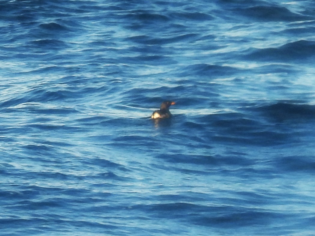 Rhinoceros Auklet - ML619883661