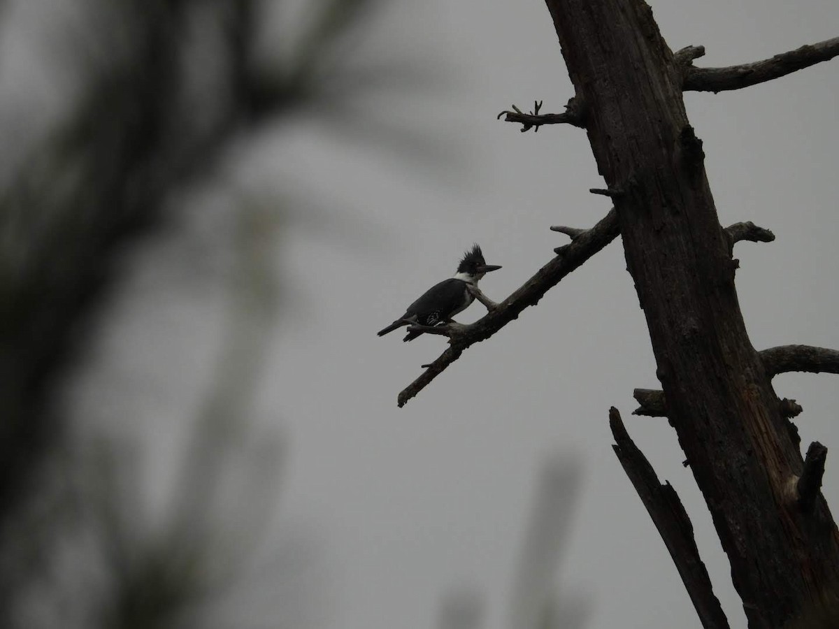 Belted Kingfisher - ML619883706