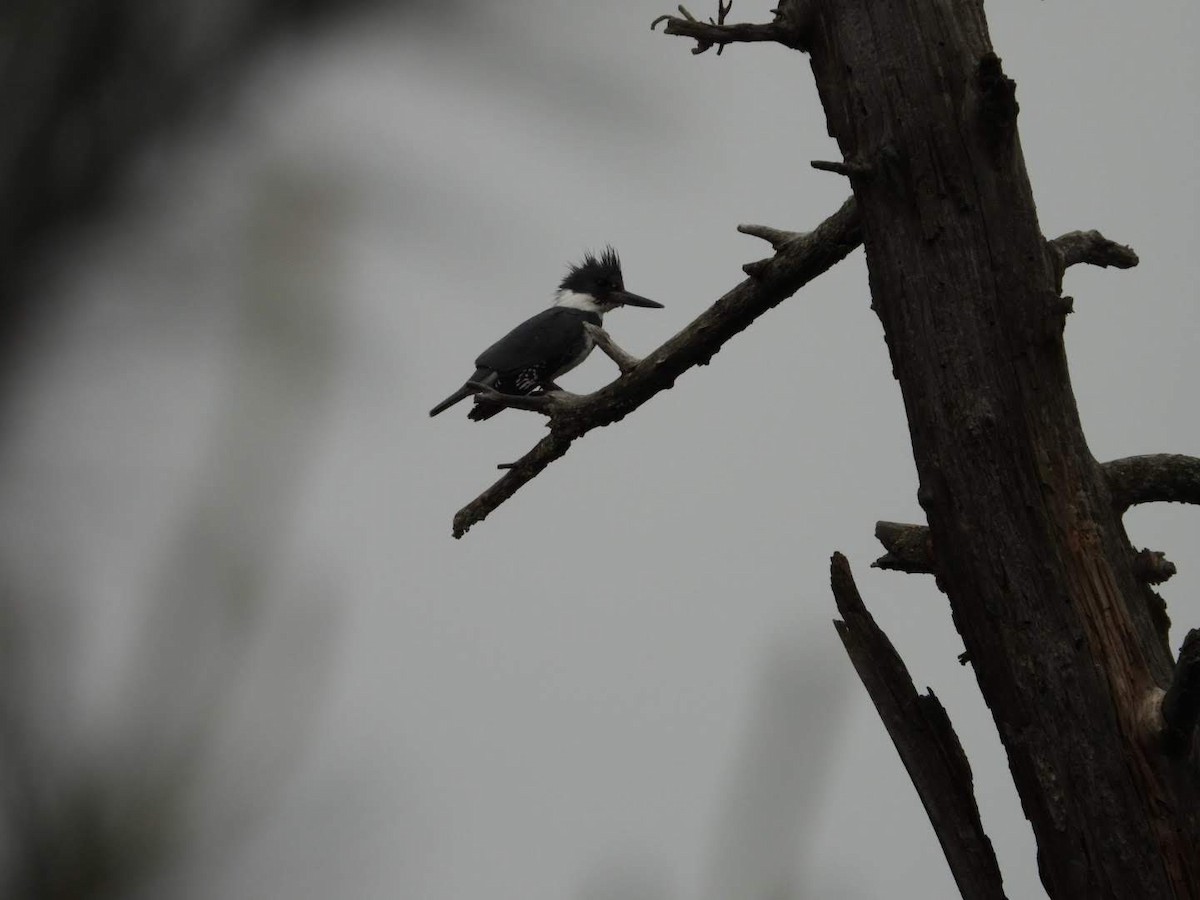 Belted Kingfisher - ML619883707