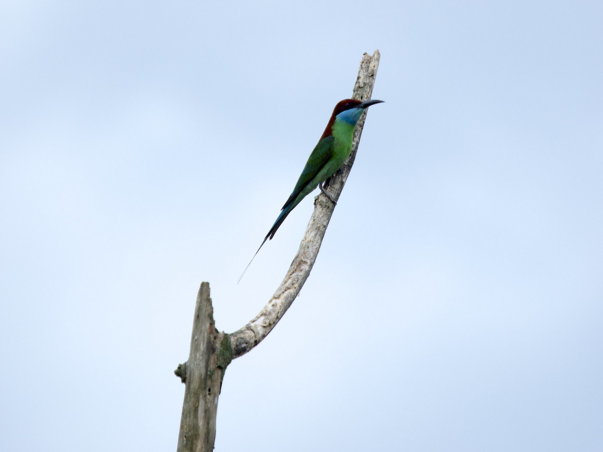 Blue-throated Bee-eater - ML619883723