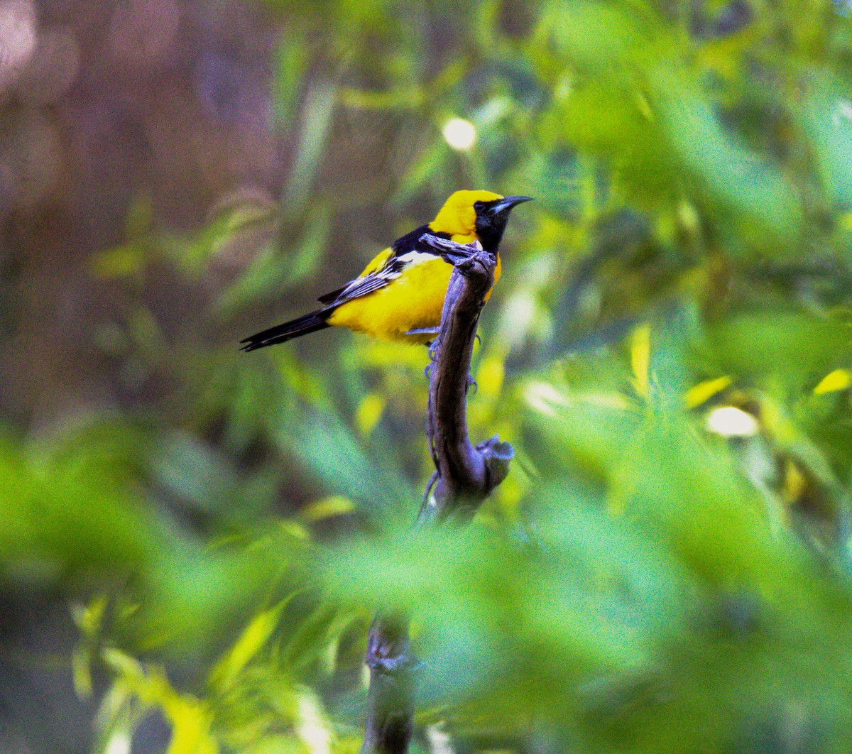 Hooded Oriole - ML619883727