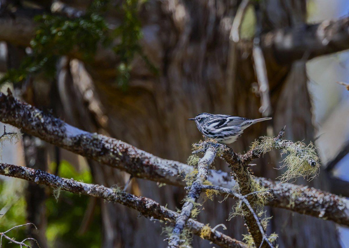 Black-and-white Warbler - ML619883740
