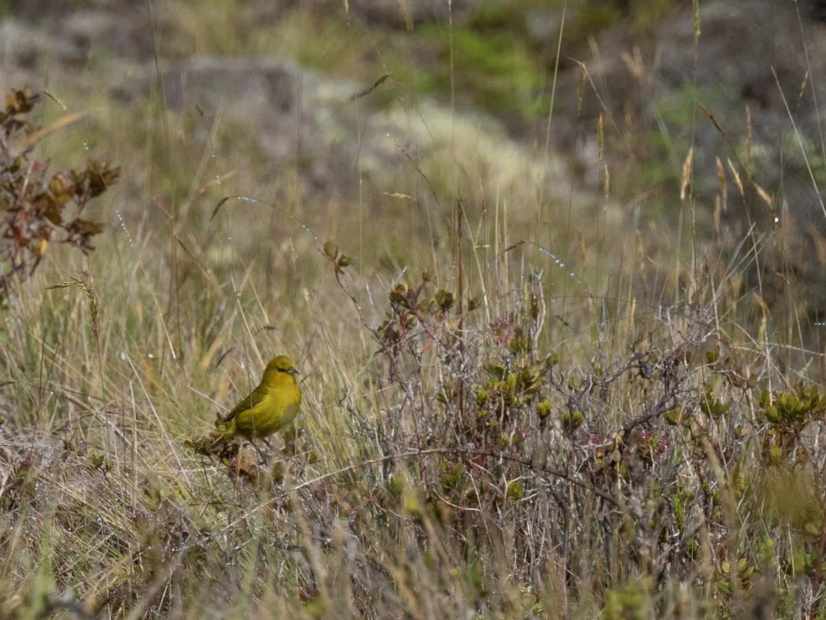 Hawaii-Amakihikleidervogel - ML619883745