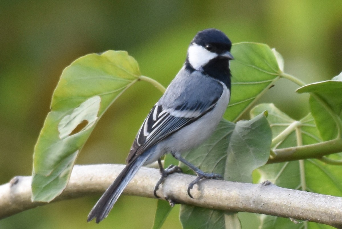 Cinereous Tit - ML619883747