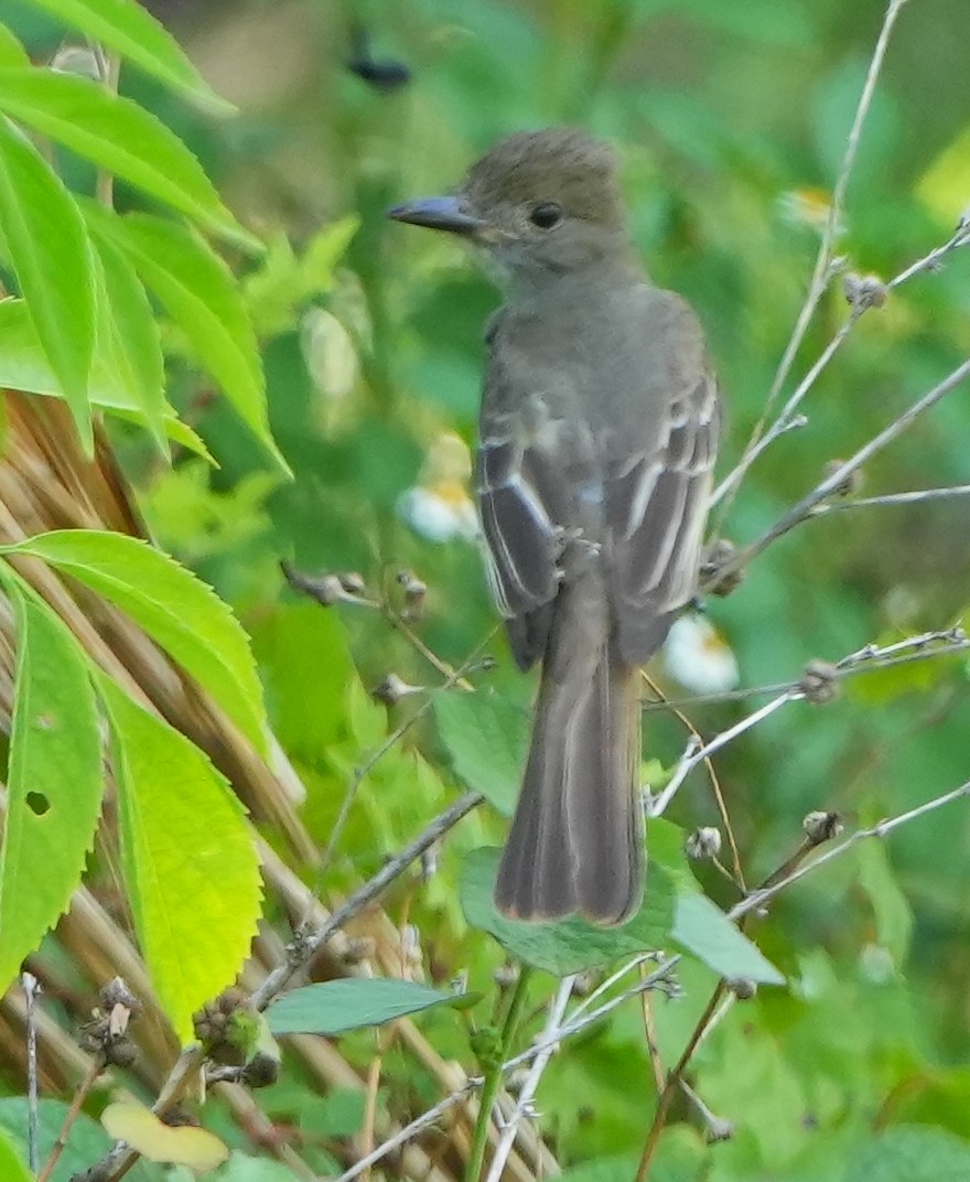 Great Crested Flycatcher - ML619883755