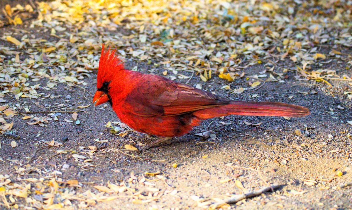 Cardinal rouge - ML619883759