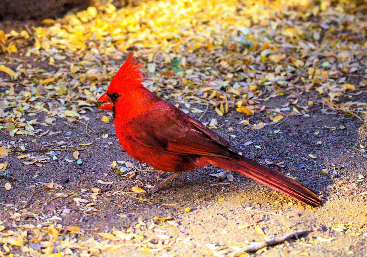 Cardinal rouge - ML619883760