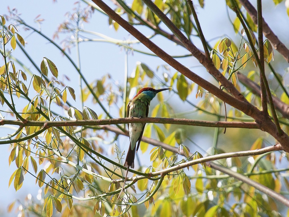 Blue-throated Bee-eater - ML619883765