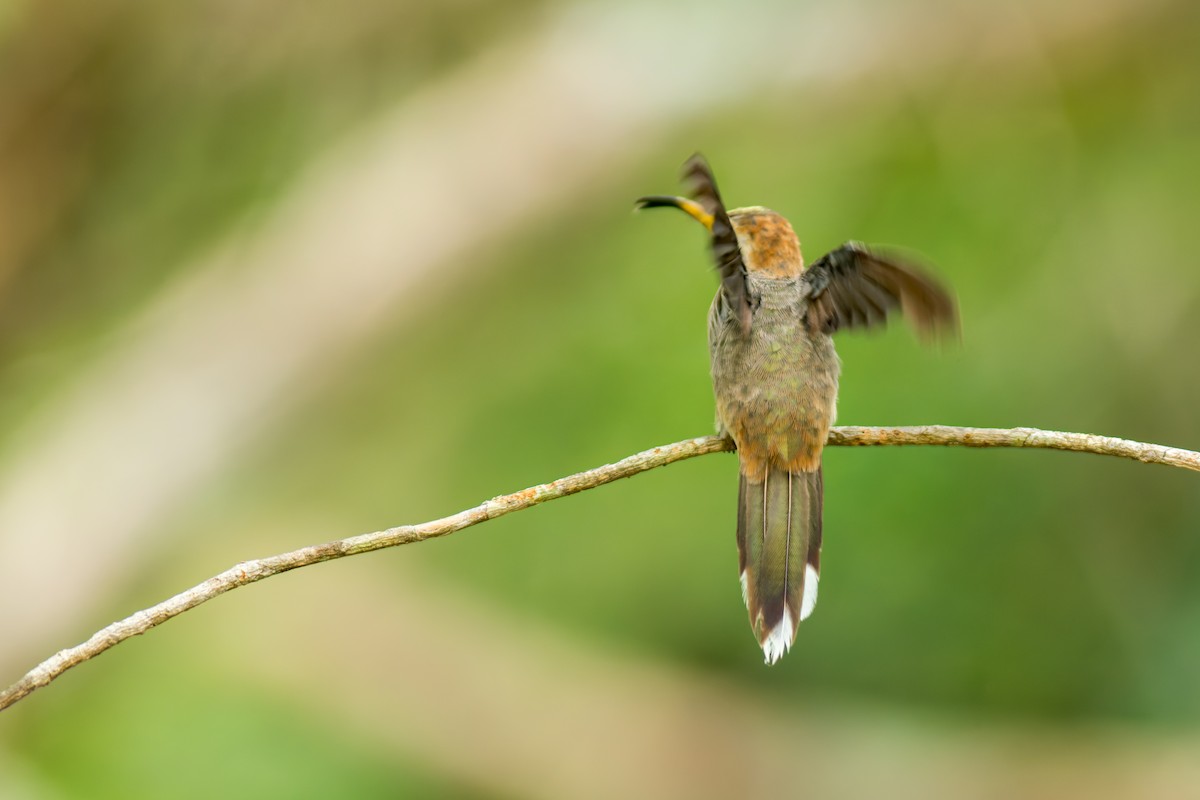 Клинохвостый колибри-отшельник - ML619883770