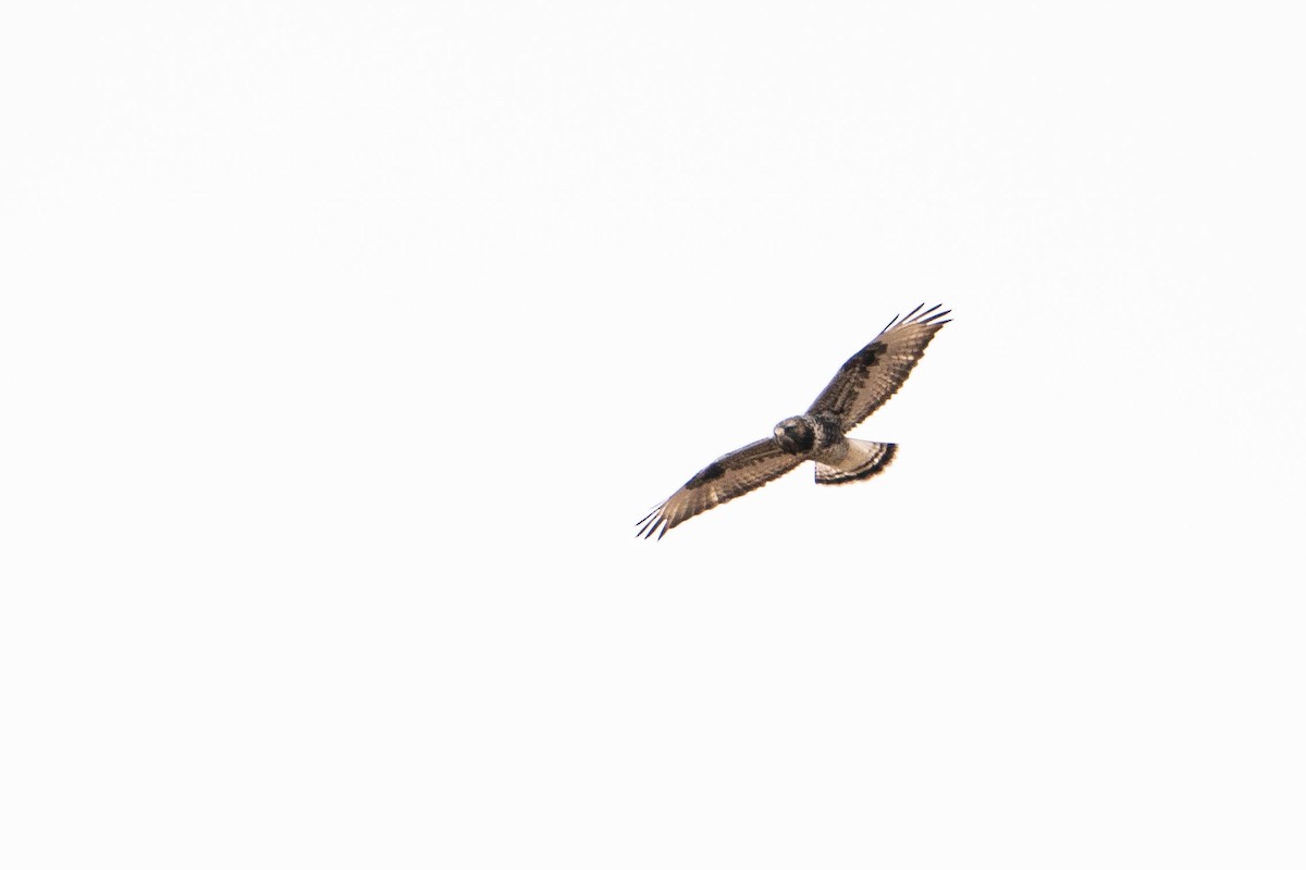 Rough-legged Hawk - ML619883780