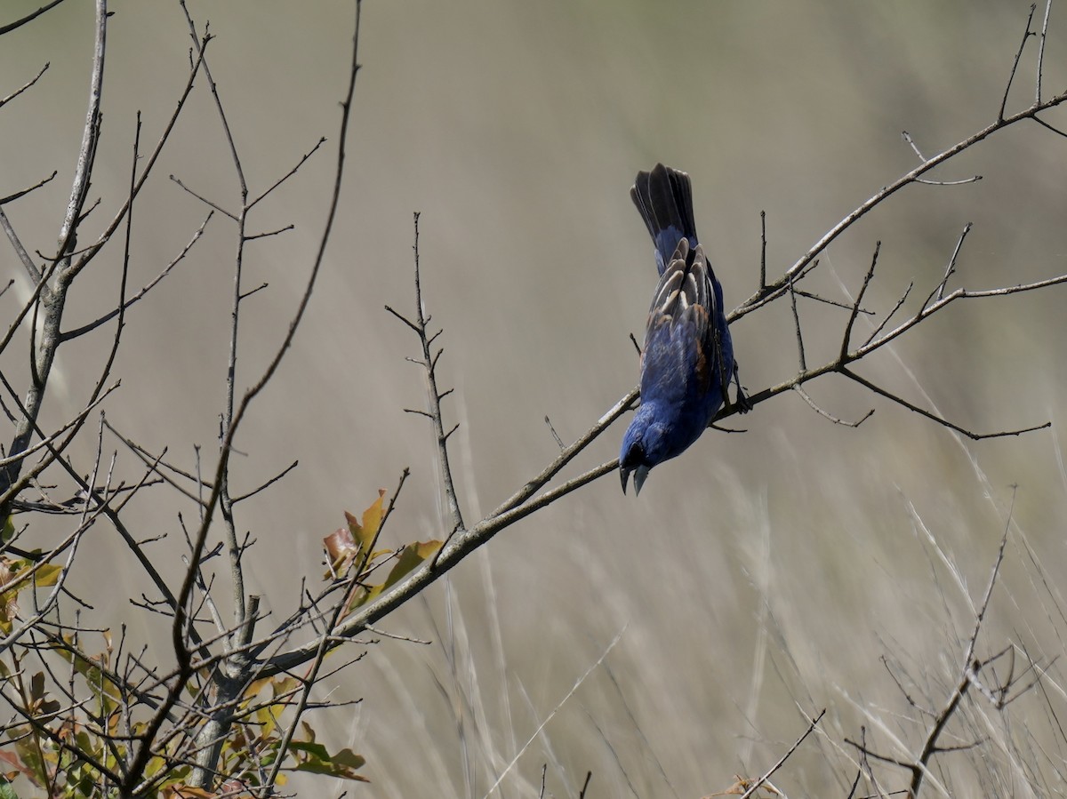 Blue Grosbeak - ML619883800