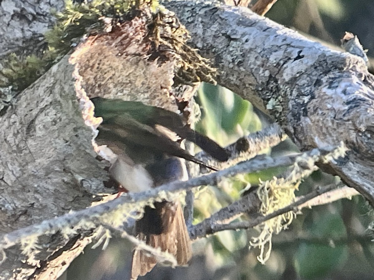 Golondrina Bicolor - ML619883807