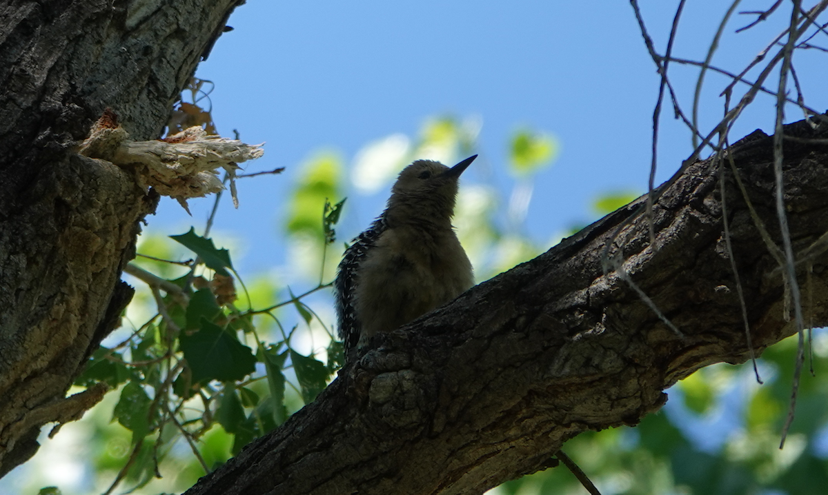 Gila Woodpecker - ML619883810