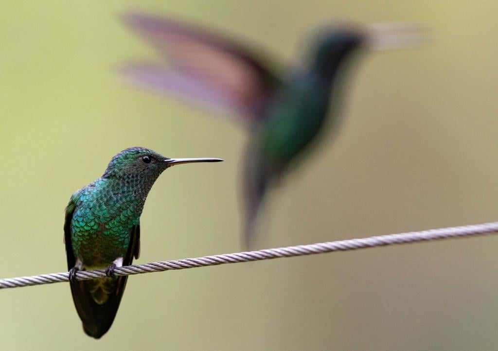 kolibřík blýskavý - ML619883816