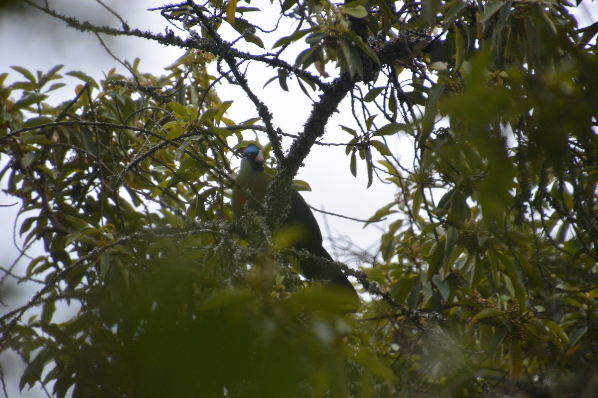 Rwenzori Turaco - ML619883832