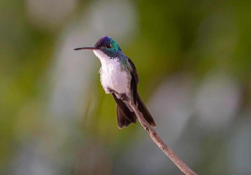 kolibřík andský - ML619883840