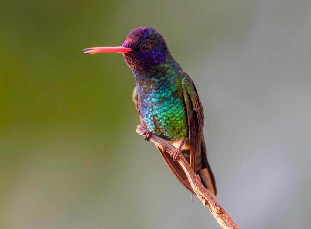 kolibřík modrohlavý - ML619883848