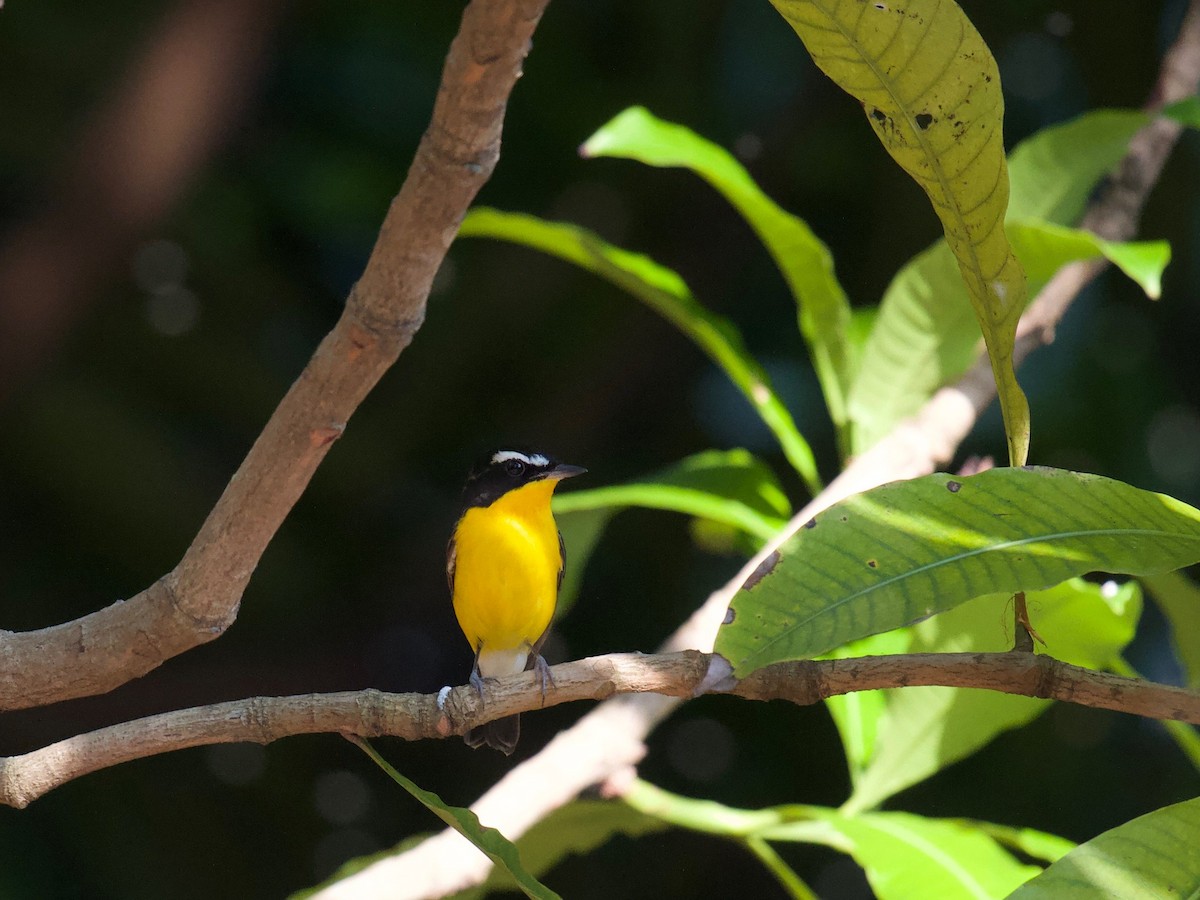 Yellow-rumped Flycatcher - ML619883850