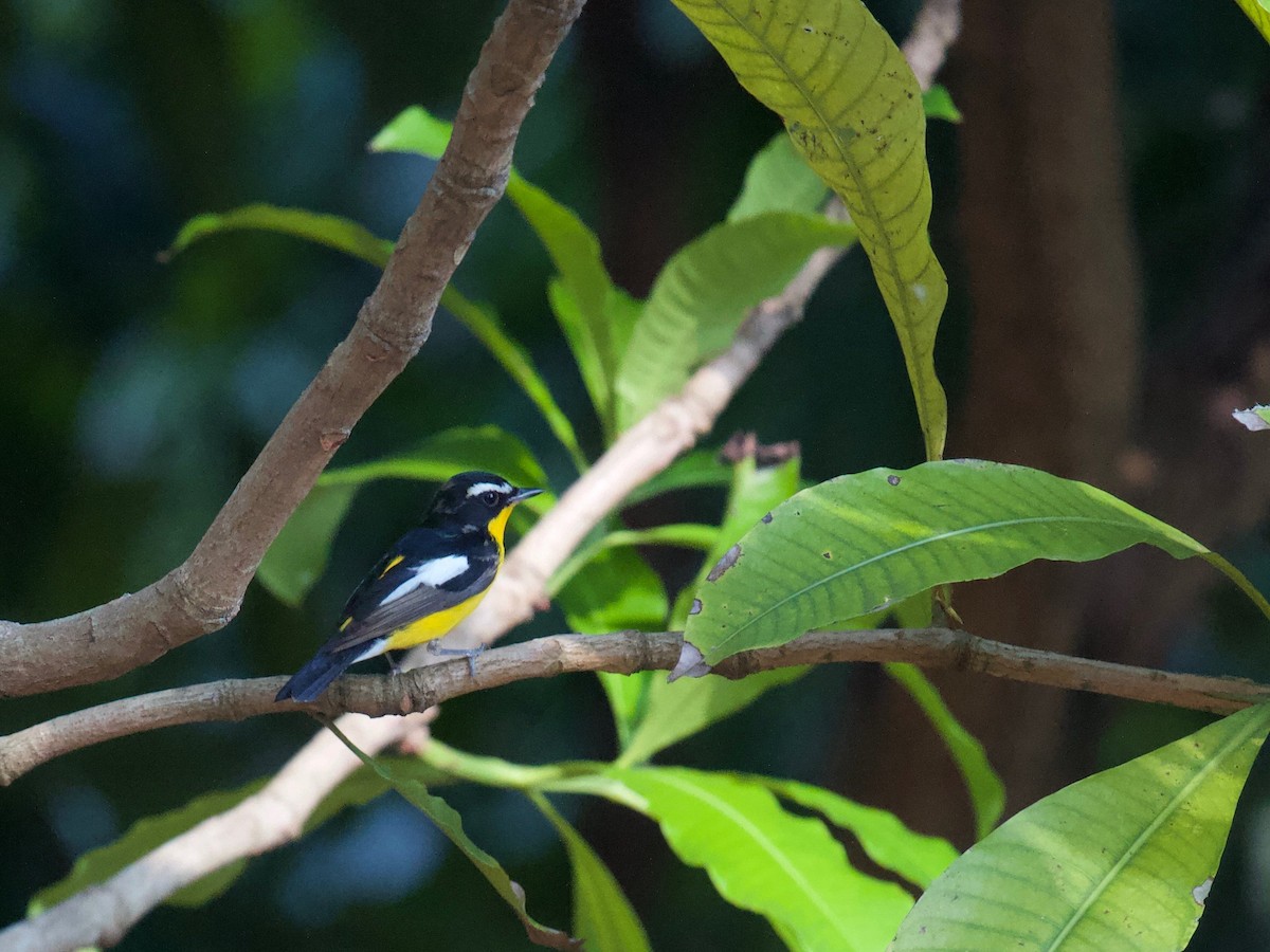 Yellow-rumped Flycatcher - ML619883851