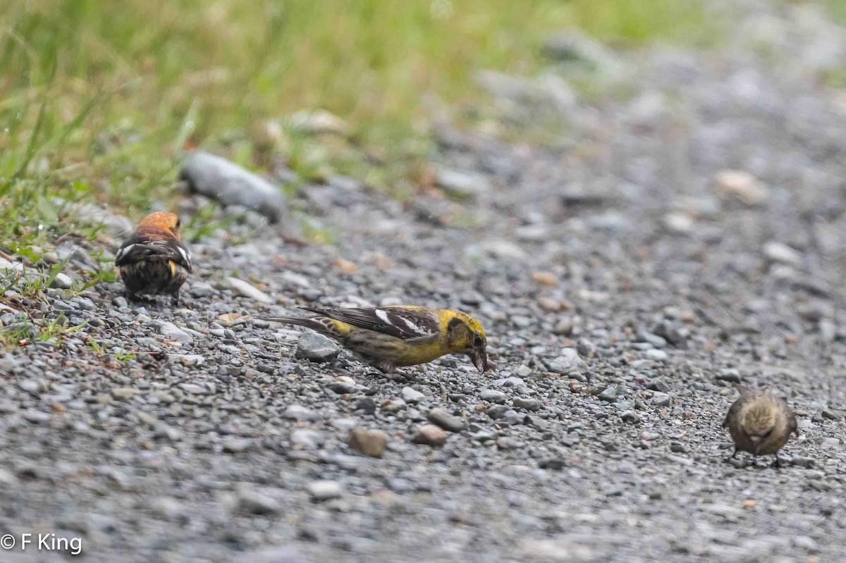 White-winged Crossbill - ML619883858