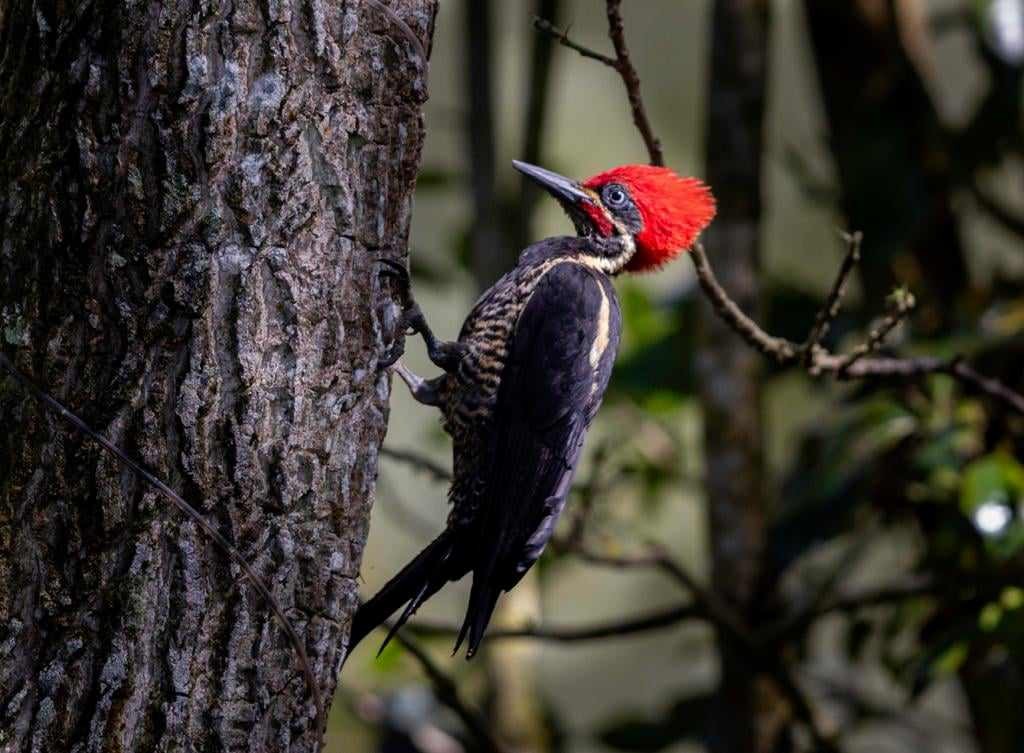 Lineated Woodpecker - ML619883862