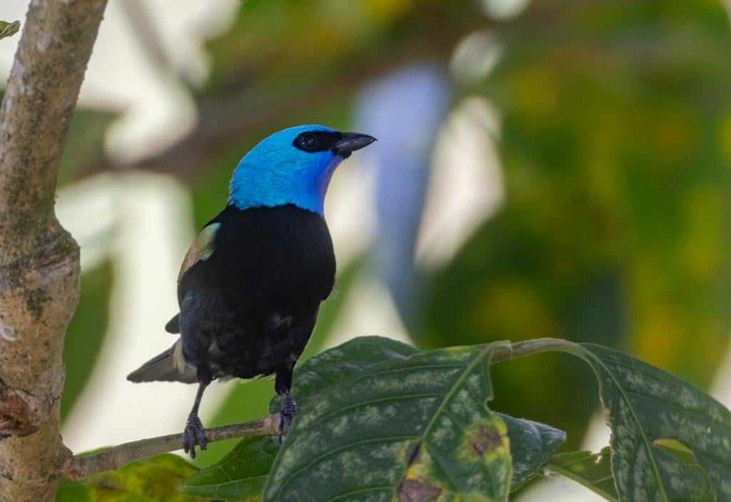 Blue-necked Tanager - ML619883867