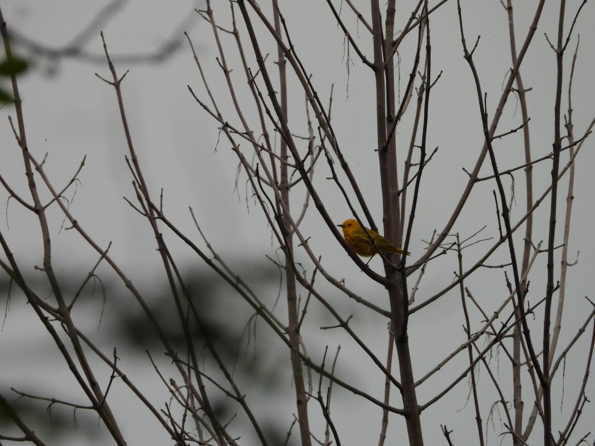 Yellow Warbler - ML619883871