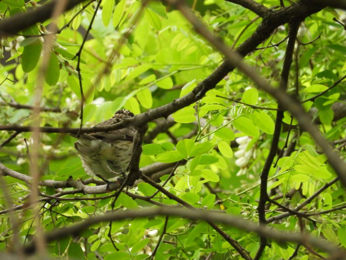 Rose-breasted Grosbeak - ML619883888