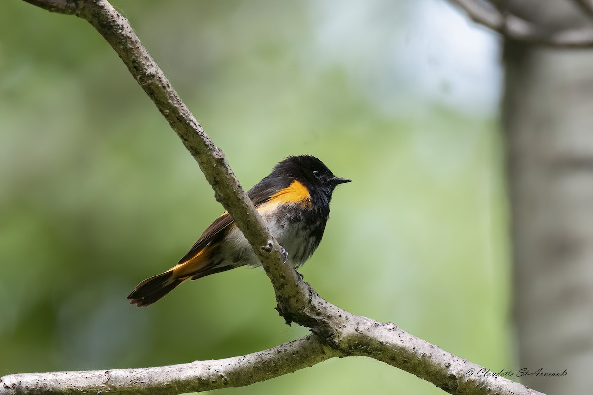 American Redstart - ML619883946