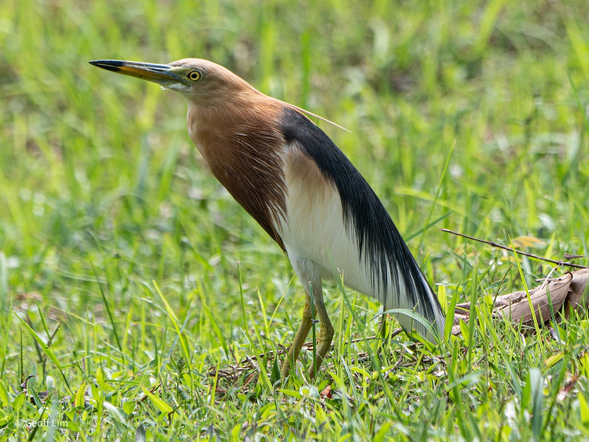 Javan Pond-Heron - ML619883964