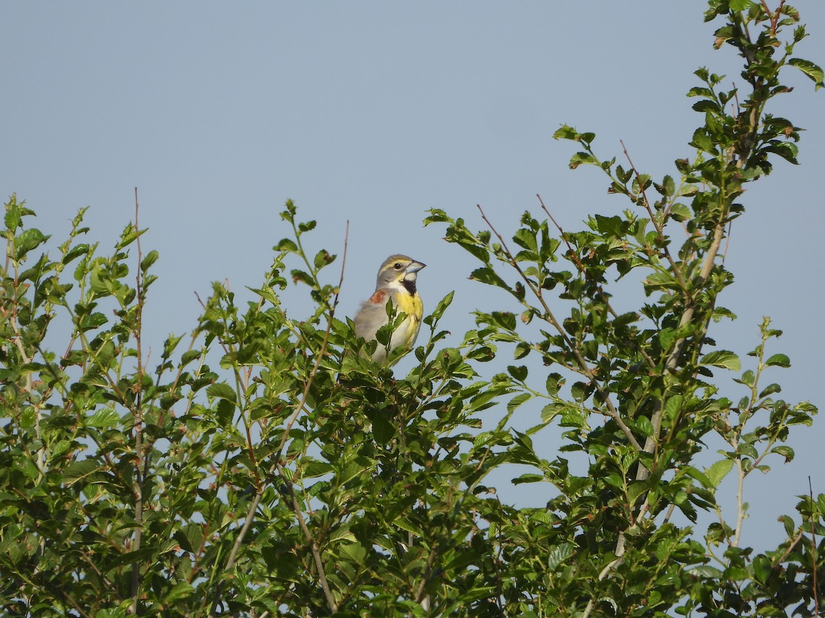 Dickcissel - ML619883965