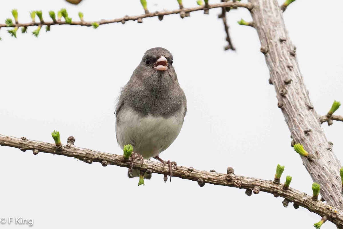 Dark-eyed Junco - ML619883980