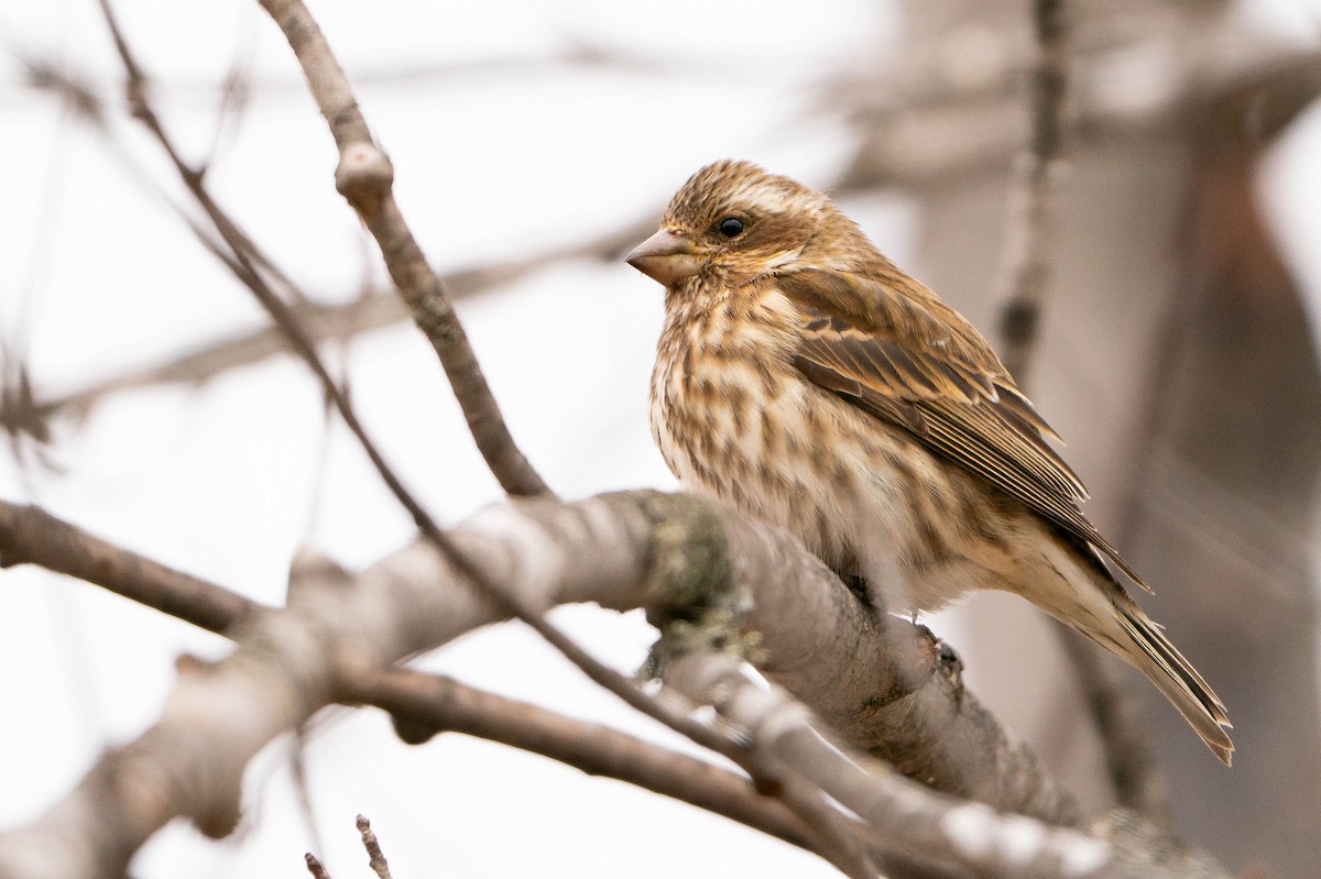 Purple Finch - ML619883982