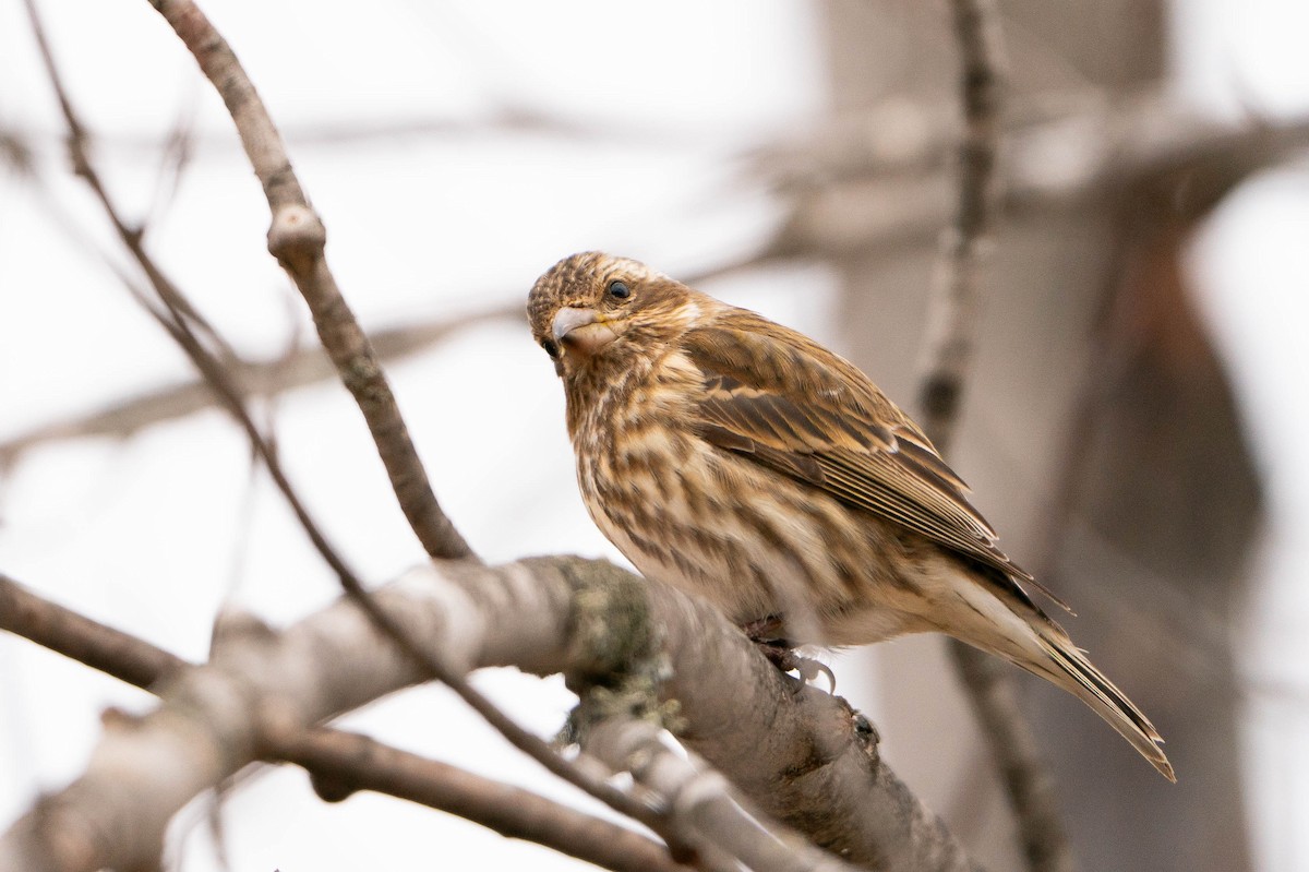 Purple Finch - ML619883983